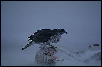 Goshawk.   Photo: Jan Johansson