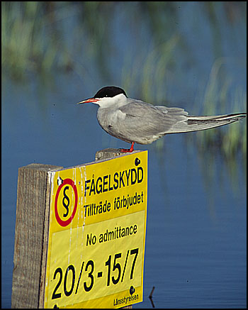 Fisktärna vid Fågeludden, Hornborgasjön